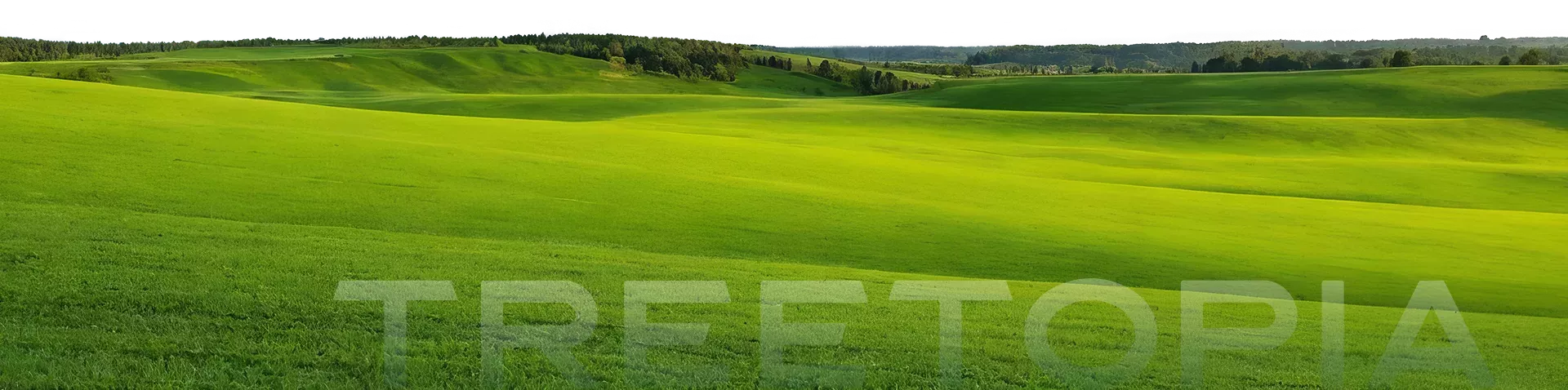 About Treetopia
