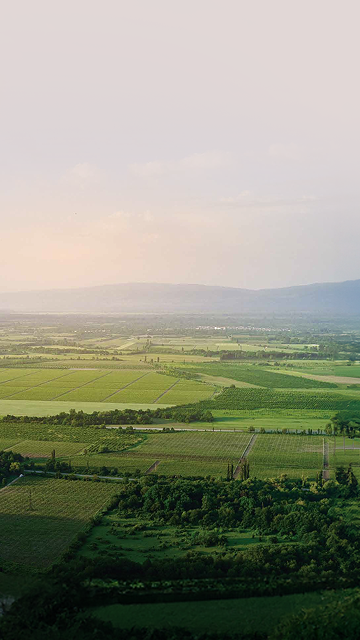 Treetopia - Nature's Own Estate